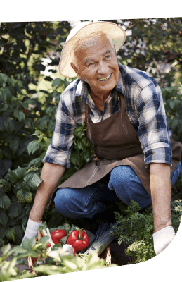 Elderly Man in a Straw Hat Harvesting Fresh Tomatoes in Independent Living